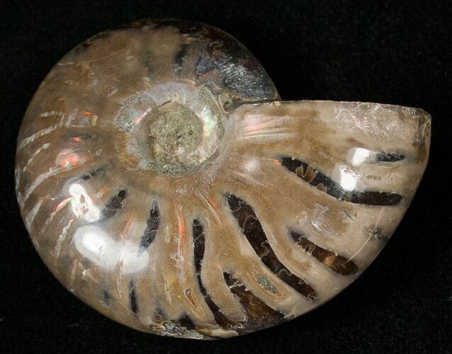 Flashy Red Iridescent Ammonite - Wide #16678